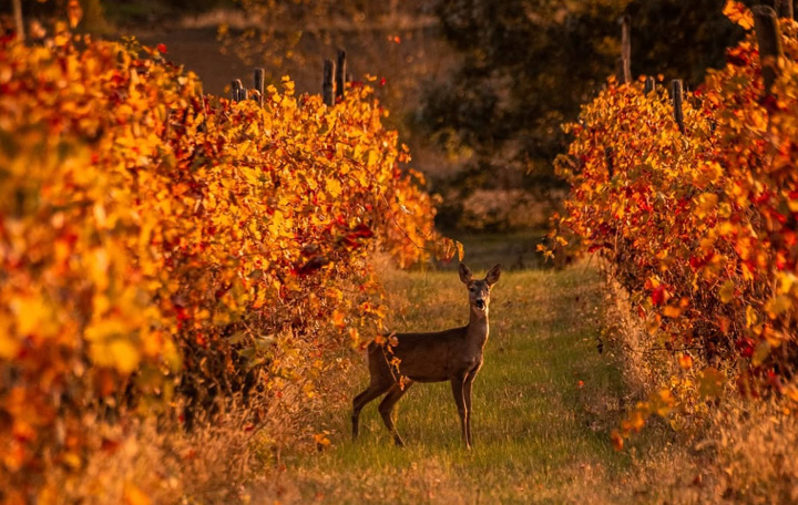 Vigneti autunnali - Vigneti Repetto