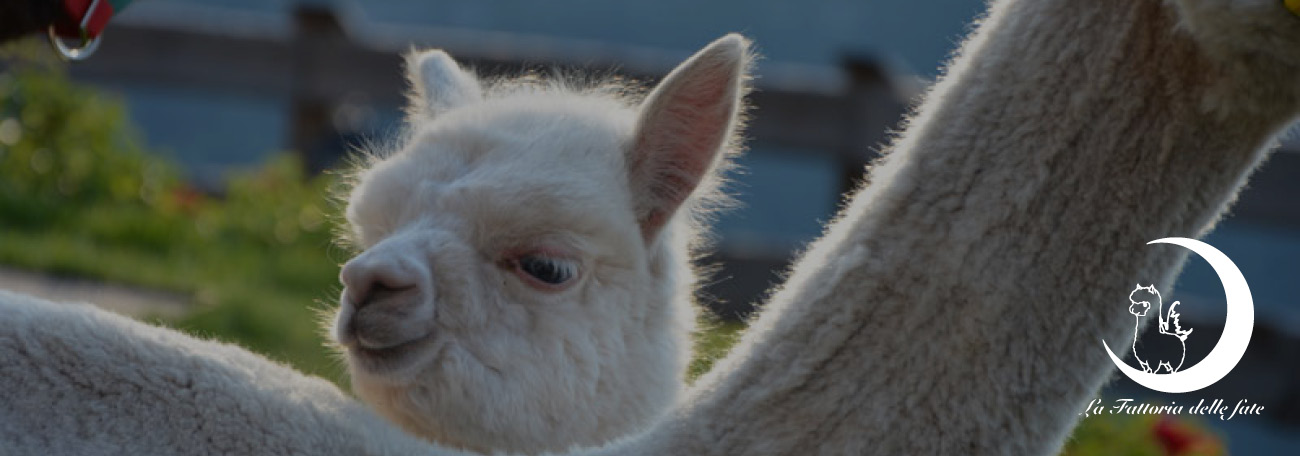 Alpaca 2 - Fattoria didattica