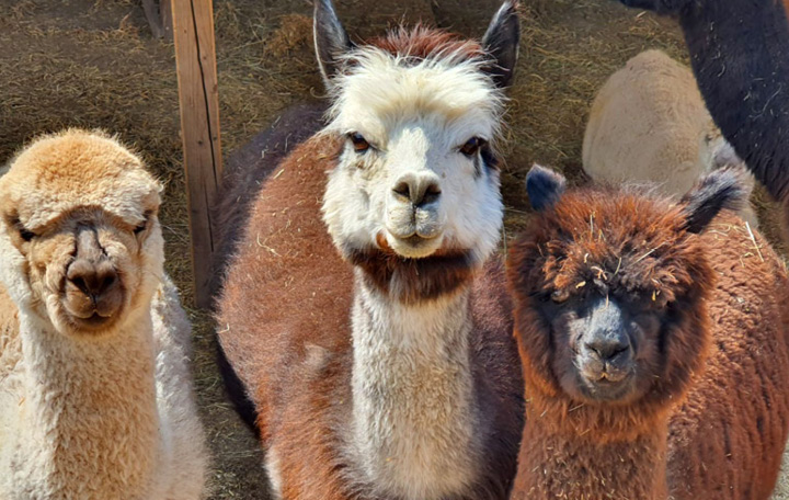 Alpaca - Fattoria didattica