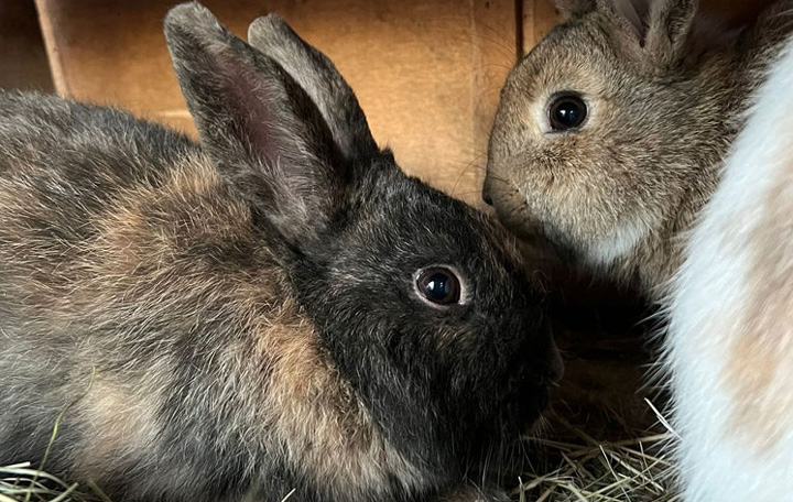 Conigli - Fattoria didattica