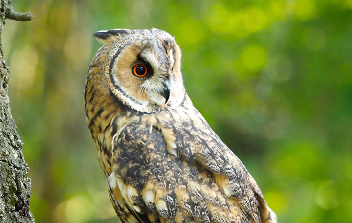 Gufo - Fattoria didattica