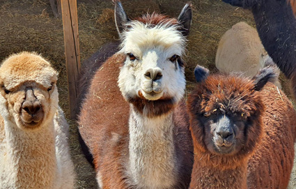 Copertina con Alpaca - Fattoria didattica